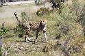 20090615_133036 D3 (1) X1